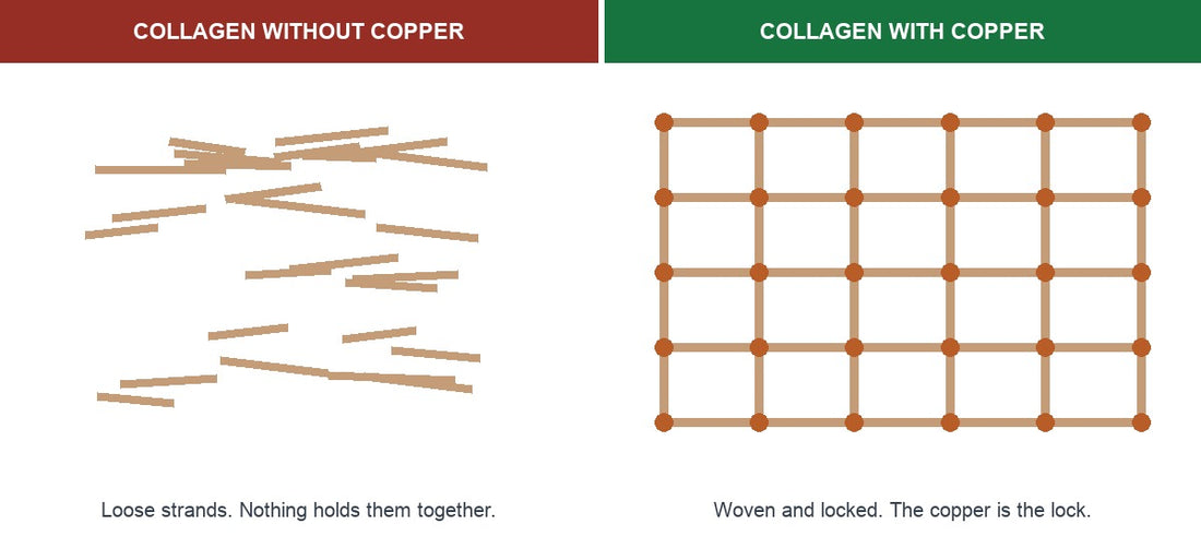 Loose collagen strands beside collagen woven and locked together by copper